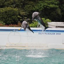イルカショーの一場面です。
