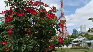 花と東京タワー