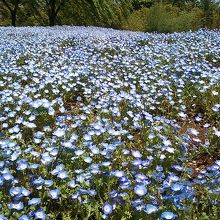 ネモフィラ