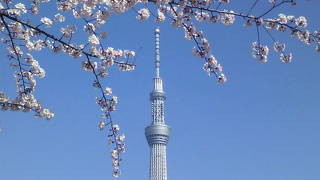 桜とスカイツリー