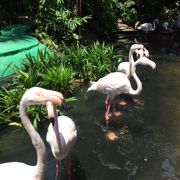 鳥や動物と触れ合える