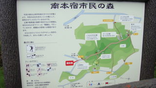 よく整備された森林