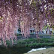 藤の花咲く郷公園