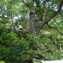 高さ13ｍ、周囲5.5ｍもある江戸彼岸桜