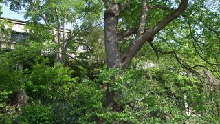 会津若松市指定の天然記念物