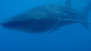 ジンベエと一緒に泳げます