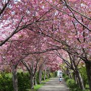 平岡公園で梅を見過ごしてしまったら