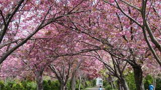 平岡公園で梅を見過ごしてしまったら