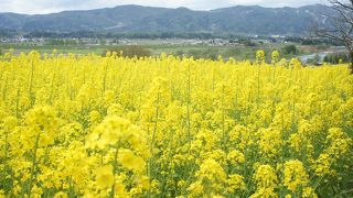菜の花まつり期間中に菜の花が満開に！