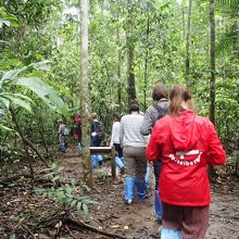 ジャングルのハイキングの様子