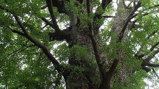 家光公のイチョウ