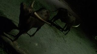 ホワイトライオンかっちょいい！