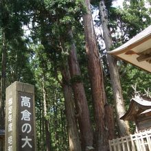 樹齢800年の高倉の大杉は、高さ56ｍ