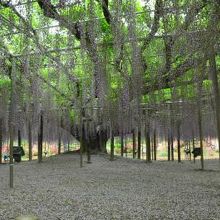 大藤　見頃は５月初め