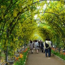 黄藤のトンネル