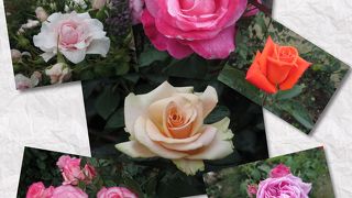 平成27年5月9日 開花状況☆☆☆☆