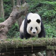 雅安壁峰峡パンダ基地