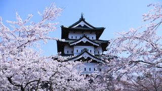 日本一の桜と謳うだけあります！！