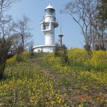 これが豆酘崎灯台(現役)、黄色い花で埋め尽くされて・・・