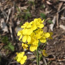 黄色い可憐な花はもう春～(♪)