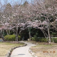 これぞ春爛漫、この奥に美女塚の碑が見えます