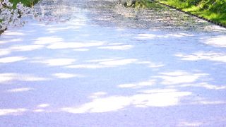 想像以上に桜がすごい！