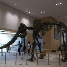 ミエゾウです。