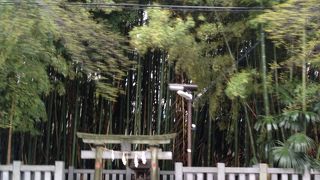 市川市役所近くの竹やぶ