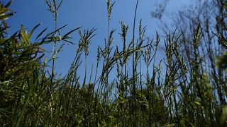 花が咲きました！