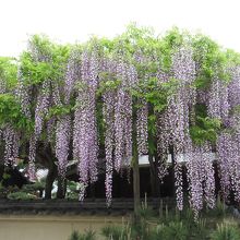 見事な藤の花