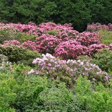 実に癒される庭園である。