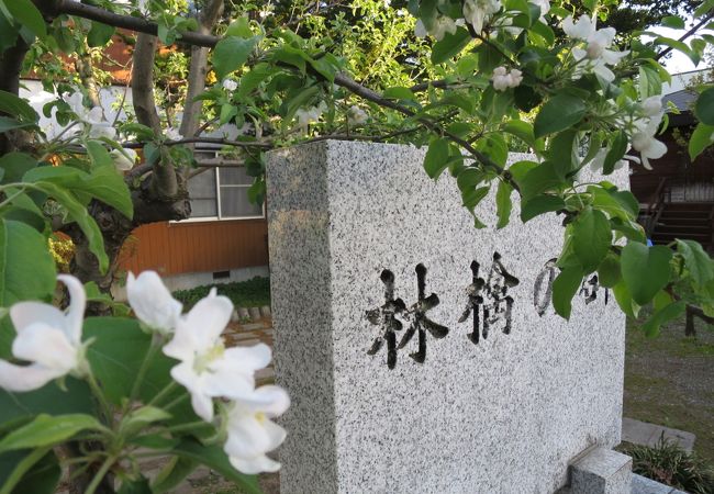 5月上旬、碑の隣でリンゴの花が咲いていた