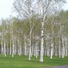 春の白樺林もいい。