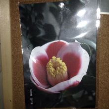 ここで買った五島椿のポストカード