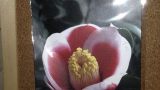 親切な店員さん