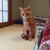 阿久悠ゆかりの猫宿。