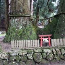 連理の杉