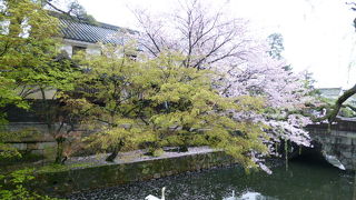 豊かな自然と伝統的な町並みを残す倉敷を散策です