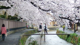 今は桜の時期、満開です！