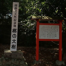 梛の大樹。説明看板のほうは「梛の老樹」となっていた。