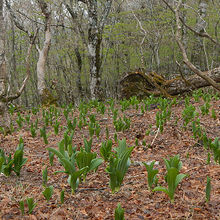 稜線の途中にはケイソウの葉がたくさんありました
