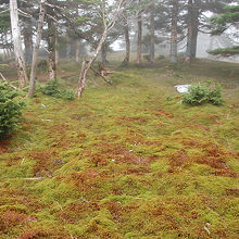 弥山付近の苔むした雰囲気