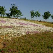 太田市北部運動公園-ネモフィラと芝桜