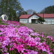 桜のころ、草花がきれいでした