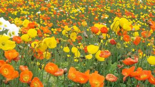 ポピーが綺麗でした