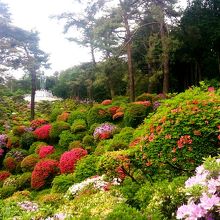 遅咲きのツツジ