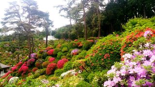 満開だったならもっと綺麗なんでしょうね～