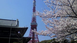 本堂と桜とタワー