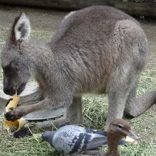 エサの入ったコーンカップの方をバリバリ食べます
