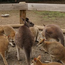奥のエサやりエリア